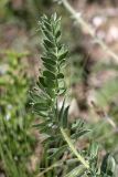 genus Oxytropis