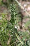 genus Oxytropis. Листья с лицевой стороны. Южный Казахстан, горы Каракус; высота 1000 м н.у.м. 20.04.2012.