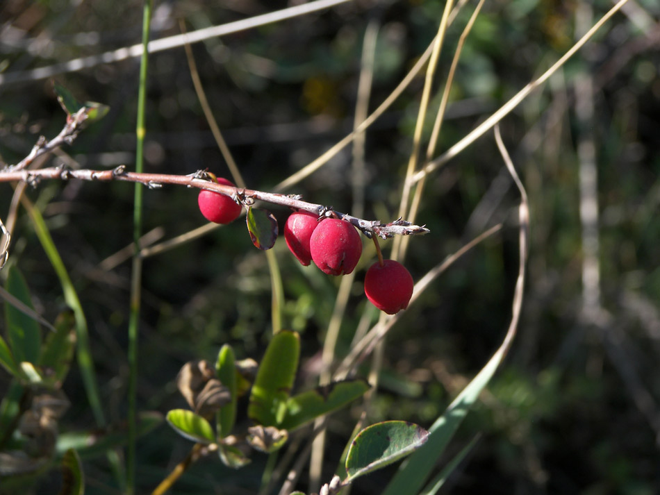 Image of Cotoneaster nefedovii specimen.