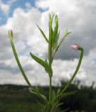 Epilobium pseudorubescens