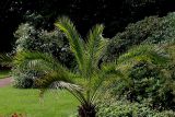 Phoenix canariensis. Растение, растущее в открытом грунте. Германия, г. Krefeld, ботанический сад. 31.07.2012.