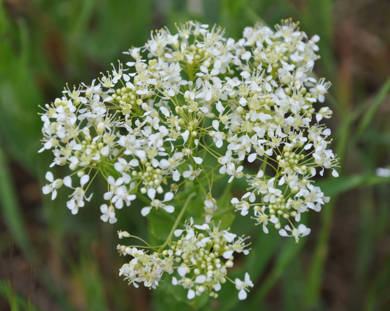 Image of Cardaria draba specimen.