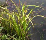 Carex capricornis. Плодоносящее растение. Приморский край, Спасский р-н, окр. с. Хвалынка. 26.08.2012.