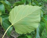 Image of taxon representative. Author is Геннадий Окатов