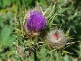 Cirsium pugnax. Соцветия. Республика Адыгея, плато Лаго-Наки, ур. Верх. Цица. 24.07.2012.