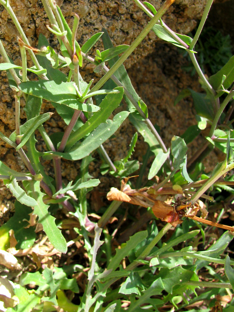 Image of Reichardia picroides specimen.