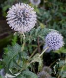 Echinops bannaticus. Верхушка побега с соцветиями ('Taplow Blue'). Германия, г. Krefeld, ботанический сад. 16.09.2012.