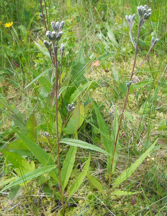 Image of Saussurea alpina specimen.