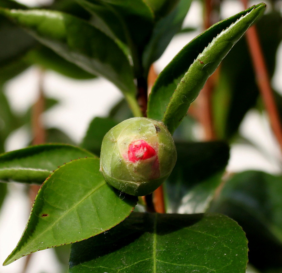 Изображение особи Camellia japonica.