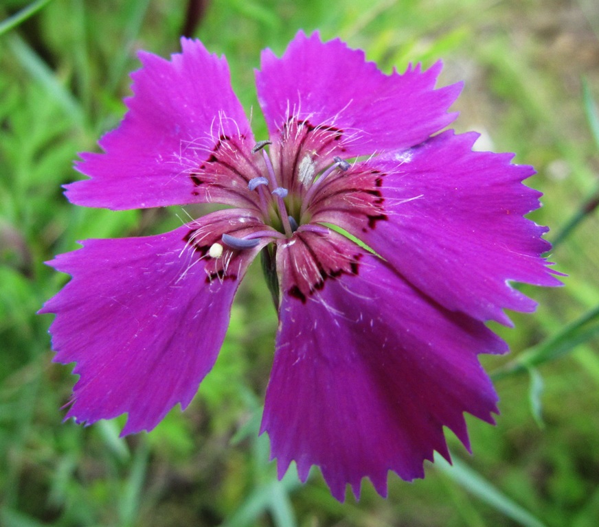 Изображение особи Dianthus versicolor.