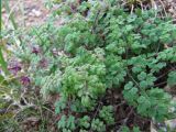 Thalictrum foetidum подвид acutilobum. Плодоносящее растение. Иркутская обл., оз. Байкал, о. Ольхон, окр. пос. Хужир, берег Малого Моря, мыс Татайский, кромка берегового обрыва. 25.07.2012.