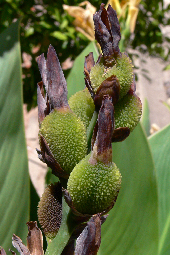 Image of genus Canna specimen.