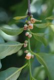 Diospyros virginiana. Ветвь с мужскими соцветиями. Узбекистан, г. Ташкент, Ботанический сад им. Ф.Н. Русанова, 16.05.2009.