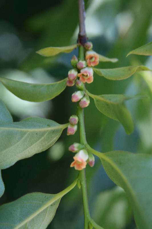 Изображение особи Diospyros virginiana.