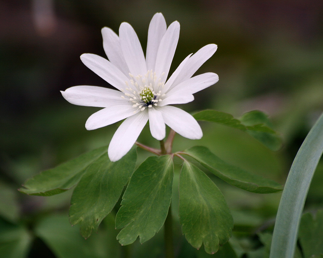 Изображение особи Anemone raddeana.