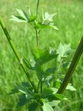 Thalictrum simplex. Побеги. Ростовская обл., г. Новочеркасск, бугры. 09.06.2010.