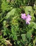 genus Erodium. Цветущее растение. Испания, автономное сообщество Андалусия, провинция Кадис, муниципалитет Тарифа, окр. дер. Эль Лентискаль, в кустарниках. 23.02.2013.