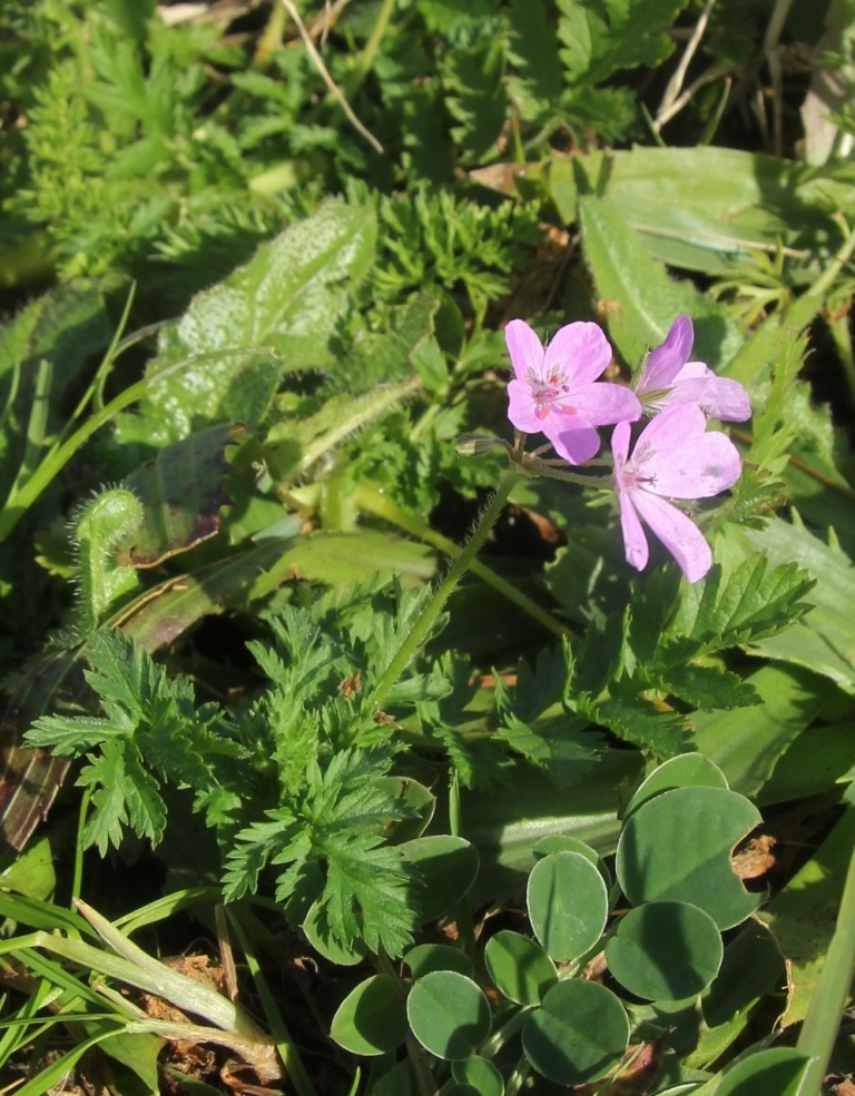 Image of genus Erodium specimen.