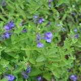 Scutellaria krasevii