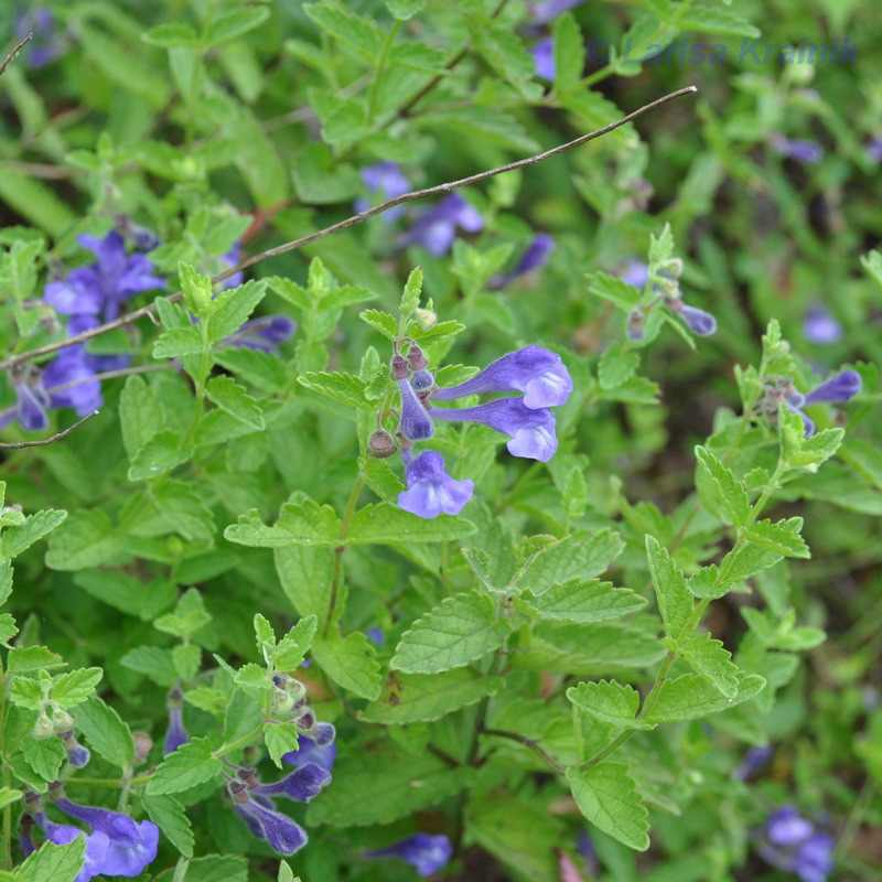 Изображение особи Scutellaria krasevii.