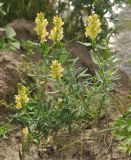 Linaria vulgaris. Цветущее растение. Приморье, окр. пос. Терней. 02.08.2012.