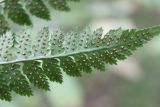 Dryopteris carthusiana