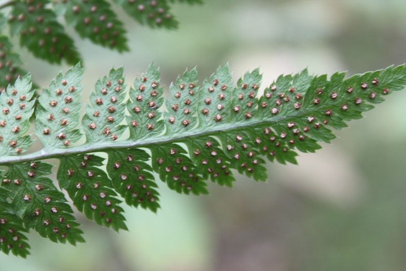 Изображение особи Dryopteris carthusiana.