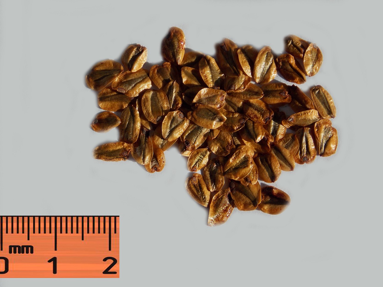 Image of Sequoiadendron giganteum specimen.