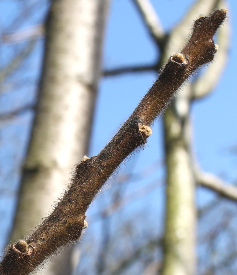 Image of Rhus typhina specimen.