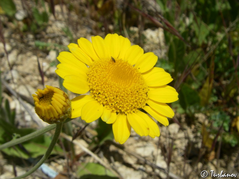 Image of Anthemis monantha specimen.