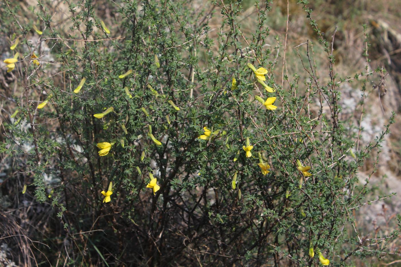 Image of Caragana grandiflora specimen.