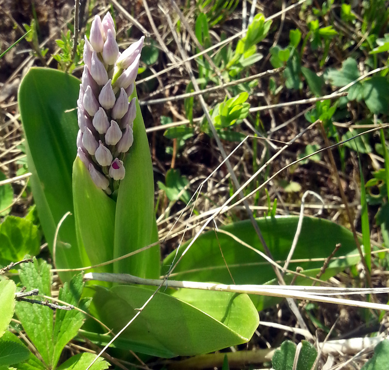 Image of Orchis militaris specimen.