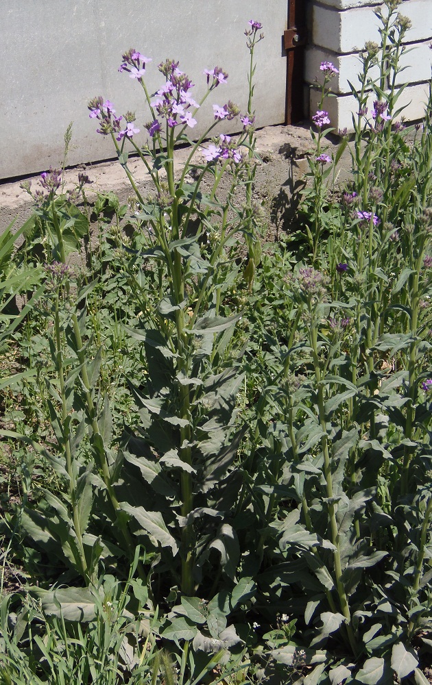 Image of Hesperis steveniana specimen.