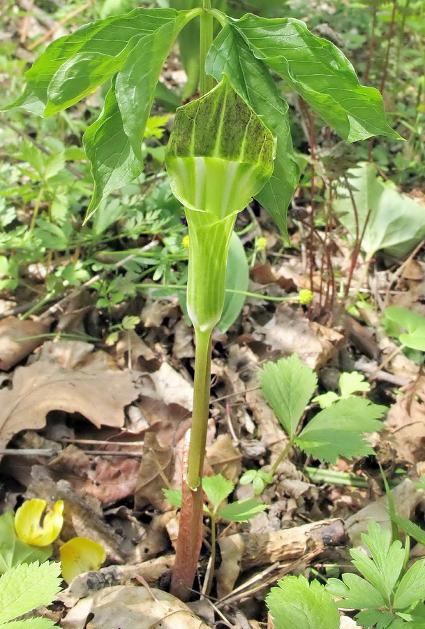 Изображение особи Arisaema amurense.