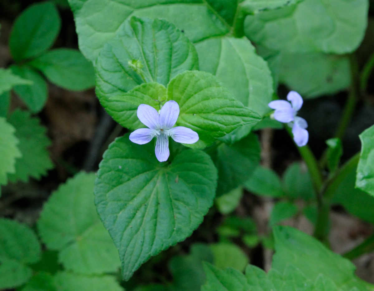 Image of Viola acuminata specimen.