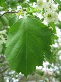 род Crataegus