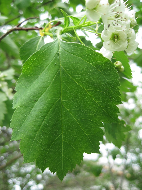 Изображение особи род Crataegus.