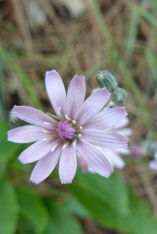 Изображение особи Lagoseris callicephala.