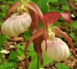 Cypripedium × ventricosum. Соцветие. Приморский край, Уссурийский р-н, окр. с. Монакино, широколиственный (преимущественно дубовый) лес. 02.06.2013.