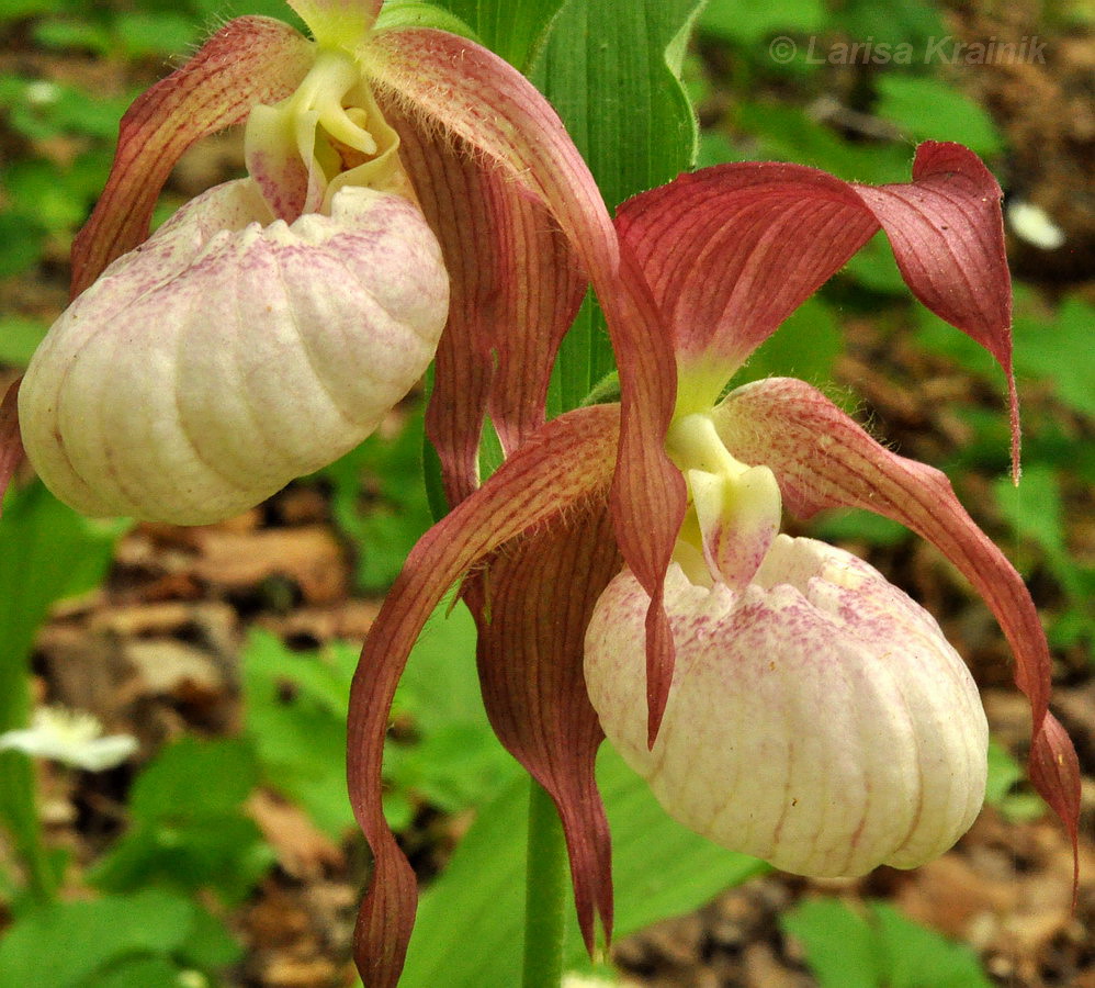 Image of Cypripedium × ventricosum specimen.