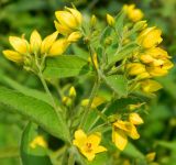 Lysimachia vulgaris