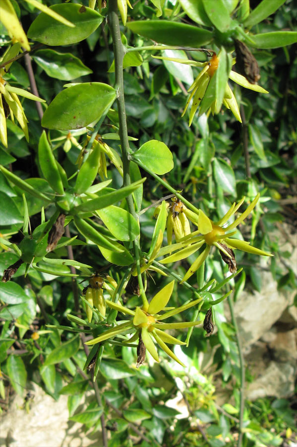 Изображение особи Pereskia aculeata.