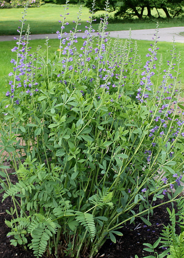 Image of Baptisia australis specimen.