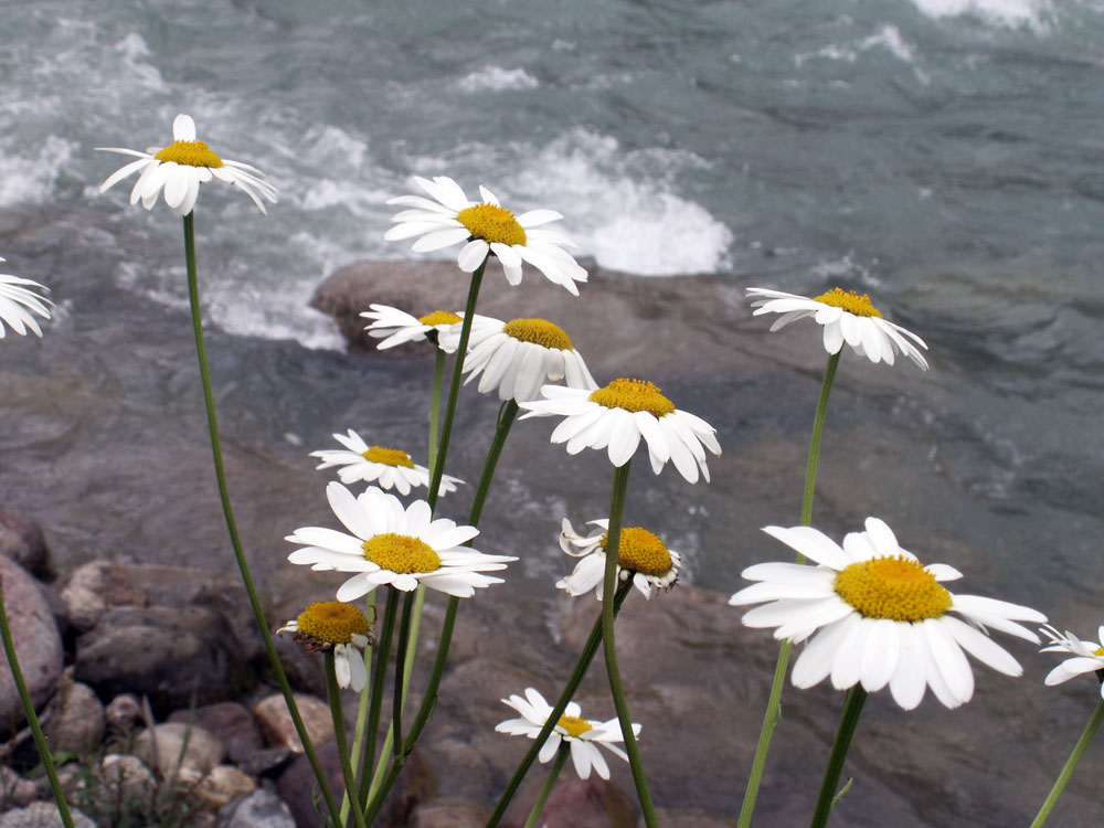 Image of Pyrethrum alatavicum specimen.