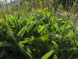 Salvia ringens