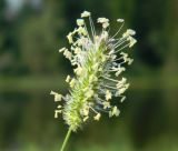 Phleum pratense