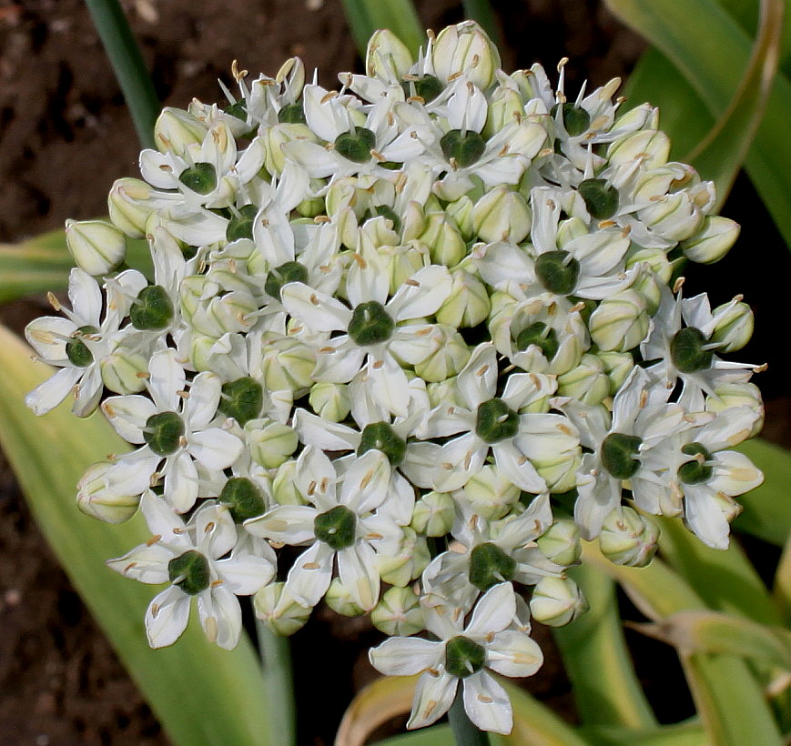 Image of Allium nigrum specimen.