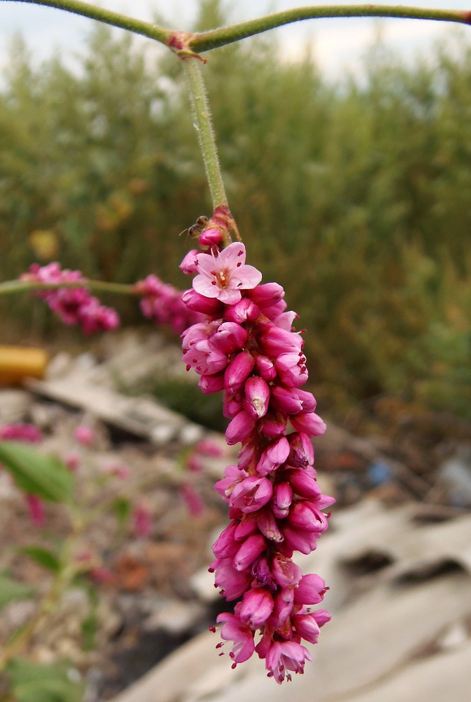 Image of Persicaria orientalis specimen.