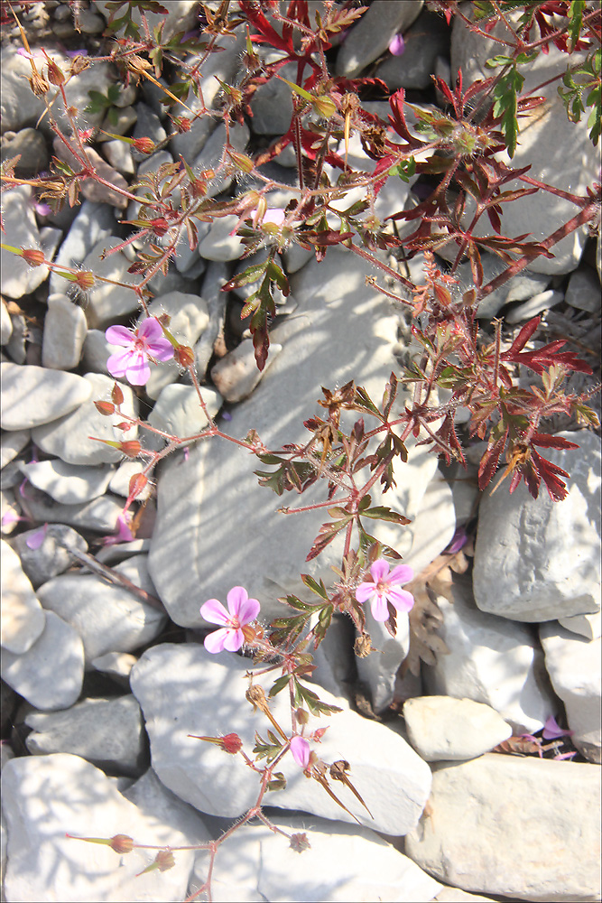 Изображение особи Geranium robertianum.