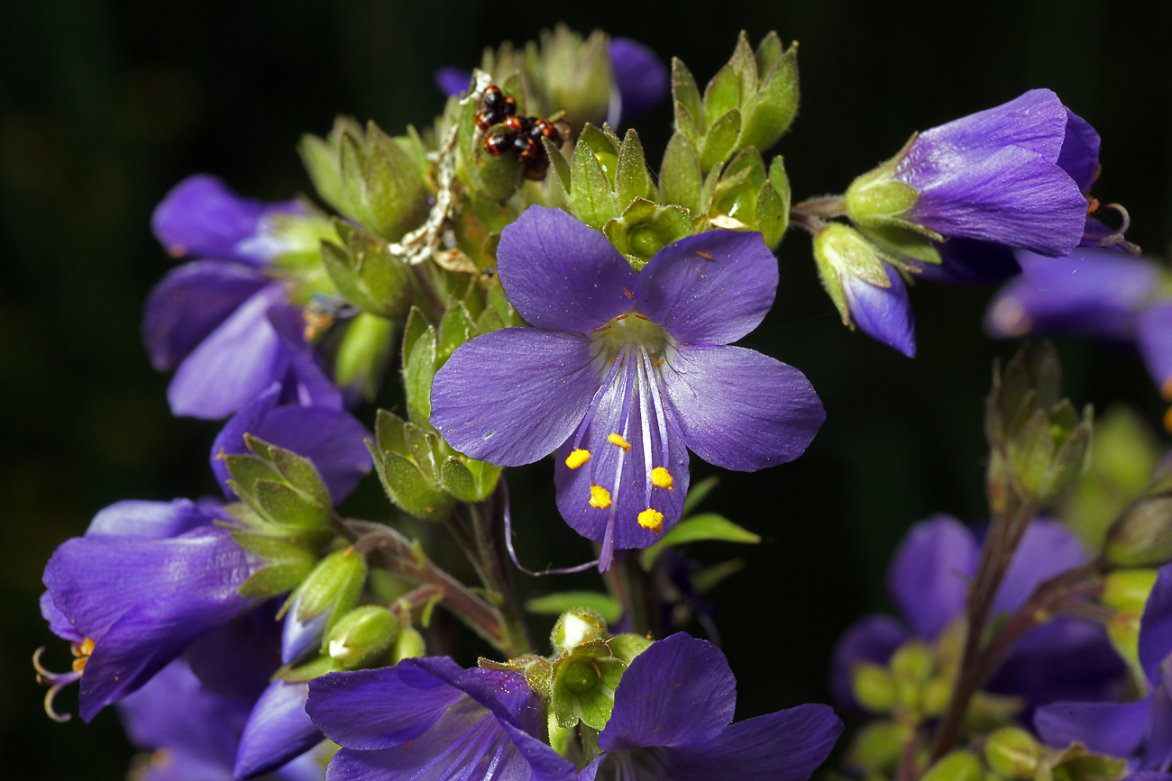 Image of Polemonium caeruleum specimen.